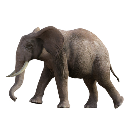 Grey Elephant isolated on white, 3d renderの写真素材