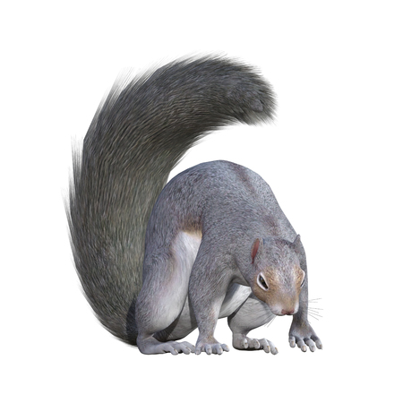 Grey Squirrel isolated on white, 3d renderの写真素材