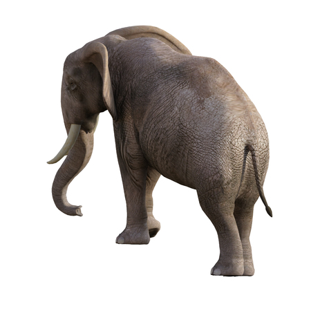 Grey Elephant isolated on white, 3d render.の写真素材