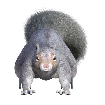 Grey Squirrel isolated on white, 3d renderの写真素材