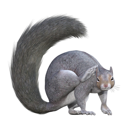 Grey Squirrel isolated on white, 3d renderの写真素材