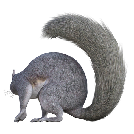 Grey Squirrel isolated on white, 3d renderの写真素材