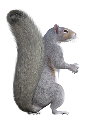 Grey Squirrel isolated on white, 3d renderの写真素材