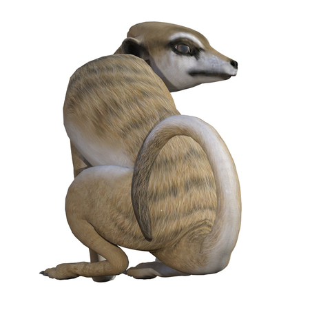 Meerkat isolated on white, 3d renderの写真素材