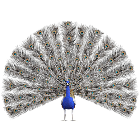 Beautiful Peacock isolated on white, 3d renderの写真素材
