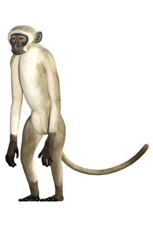 White monkey isolated on white, 3d render
