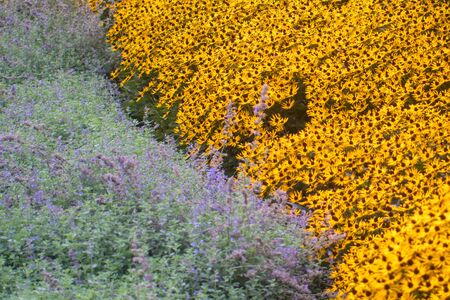 Sunflowers meeting Lavender flowers in a fieldの写真素材