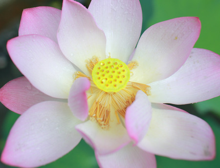 Tranquil lotus の写真素材