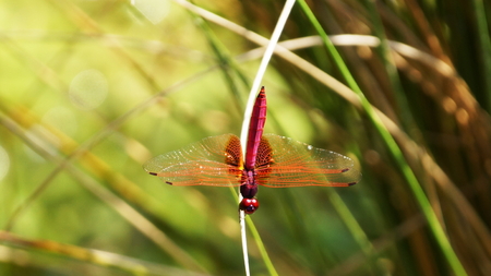  red dragonfly の写真素材