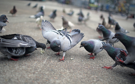 Pigeons fight for foodの写真素材
