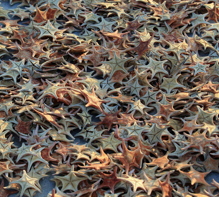 sea star backgroundの写真素材