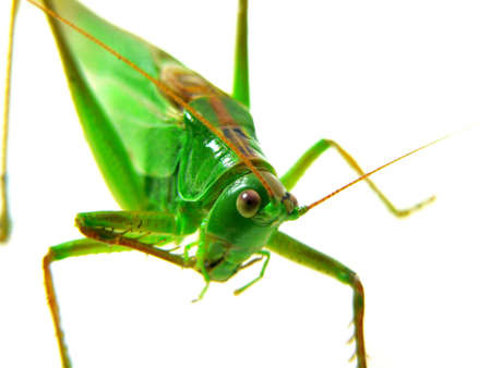 With a grasshopper eye in eyeの写真素材