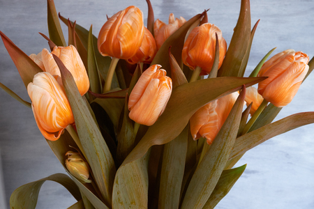 Bouquet of beautiful orange tulips on a light background.の写真素材
