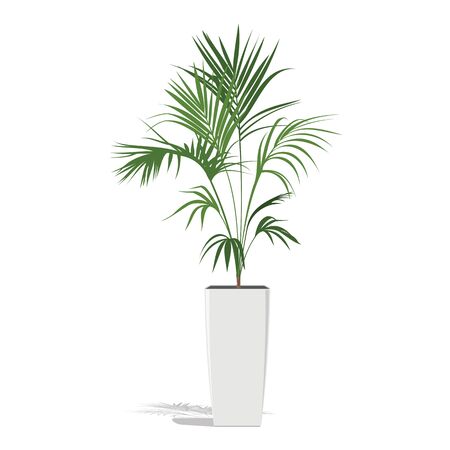 Decorative palm in a flower pot. Green Howea palm-tree in flowerpot isolated on white. Vector illustration. のイラスト素材
