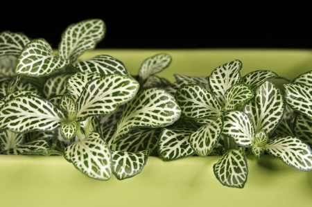 Indoor plant Fittonia in a ceramic pot                     の写真素材