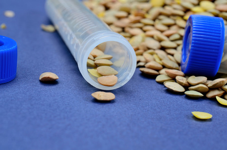 brown lentil in tube on blue table