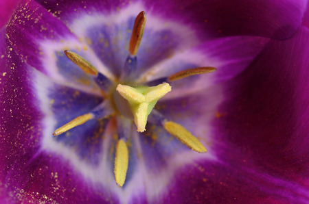 macro purple flowerの写真素材