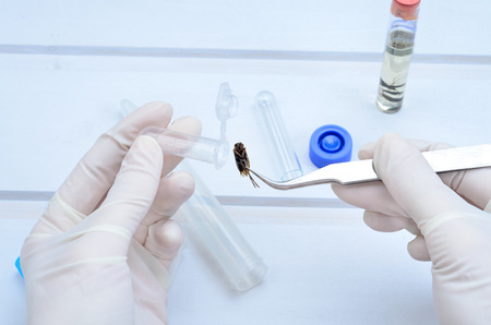 analyzing insect in lab with protective glove hands