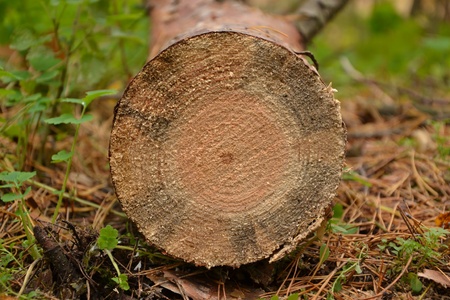 The cut fur-tree in wood lying on the earthの写真素材