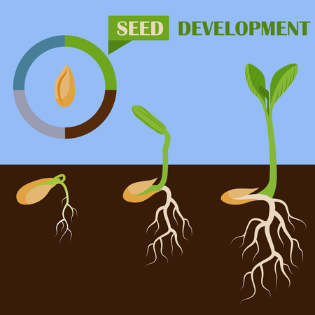 Set of plant seed development phases vector illustrationのイラスト素材