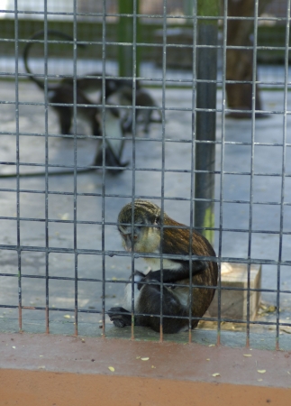 Feel blue monkey in Dubai`s zoo. Emirates.