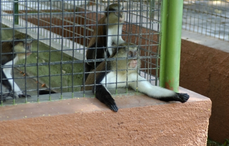 The monkey ask for food in Dubai`s zoo. Emirates.
