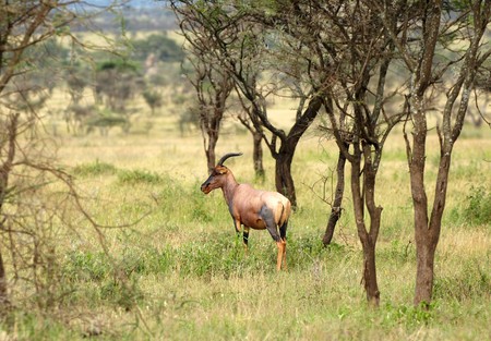 Topi - medium-sized African antelopeの写真素材