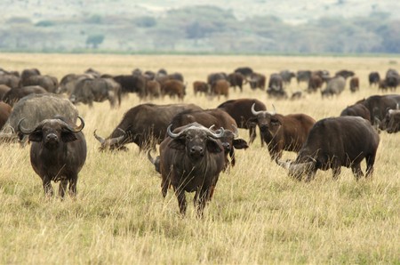 The African Buffalo or Cape Buffalo is a large African mammalの写真素材