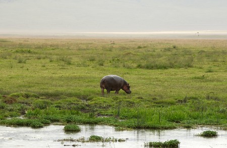 Hippopotamus or hippo`s pool in African national parkの写真素材