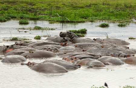 Hippopotamus or hippo`s pool in African national parkの写真素材