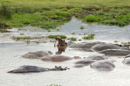 Hippopotamus or hippo`s pool in African national parkの写真素材