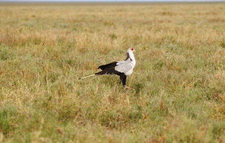 The Secretary Bird in African national parkの写真素材