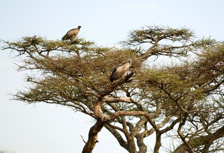 Vulture in African national parkの写真素材
