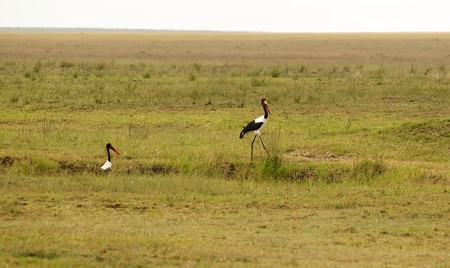 Saddle-billed Stork in African national parkの写真素材