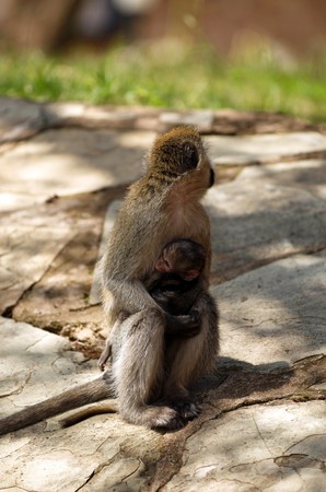 African Vervet Monkey with childの写真素材