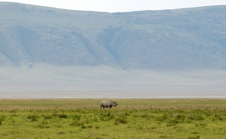 White Rhinoceros in Ngorongoro crater national parkの写真素材