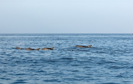 Dolphins in Indian ocean near Africaの写真素材