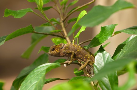 Small chameleon in African reserve on Zanzibar islandの写真素材