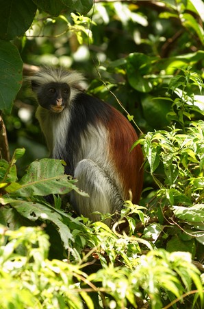 Zanzibar Red Colobus in Jozani-Chwaka Bay Conservation area 