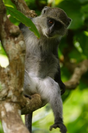 Zanzibar Red Colobus in Jozani-Chwaka Bay Conservation area 
