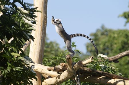 Ring-tailed Lemur in Tiergarten (Vienna zoo)