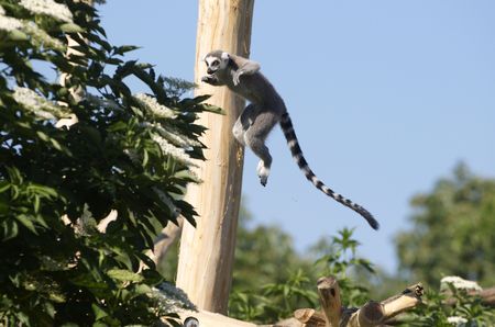 Ring-tailed Lemur in Tiergarten (Vienna zoo)