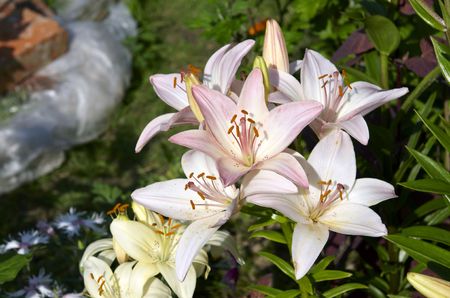 Regale Trumpet lilies in the gardenの写真素材