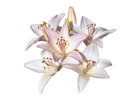 Regale Trumplet Lilium flower isolatedの写真素材