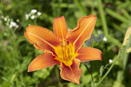 orange daylily Hemerocallis in gardenの写真素材