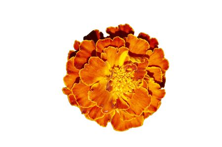 French marigold isolated (Tagetes patula)の写真素材
