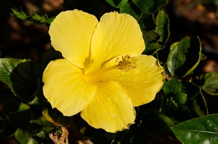 The yellow hibiscus flowerの写真素材