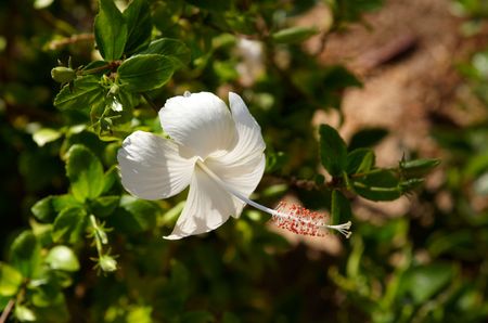 The white hibiscus flowerの写真素材