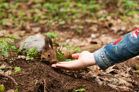 Little squirrel taking nuts from human hand in parkの写真素材