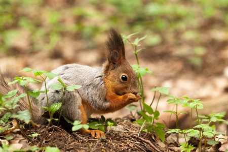 Little squirrel eating nut in park at springの写真素材